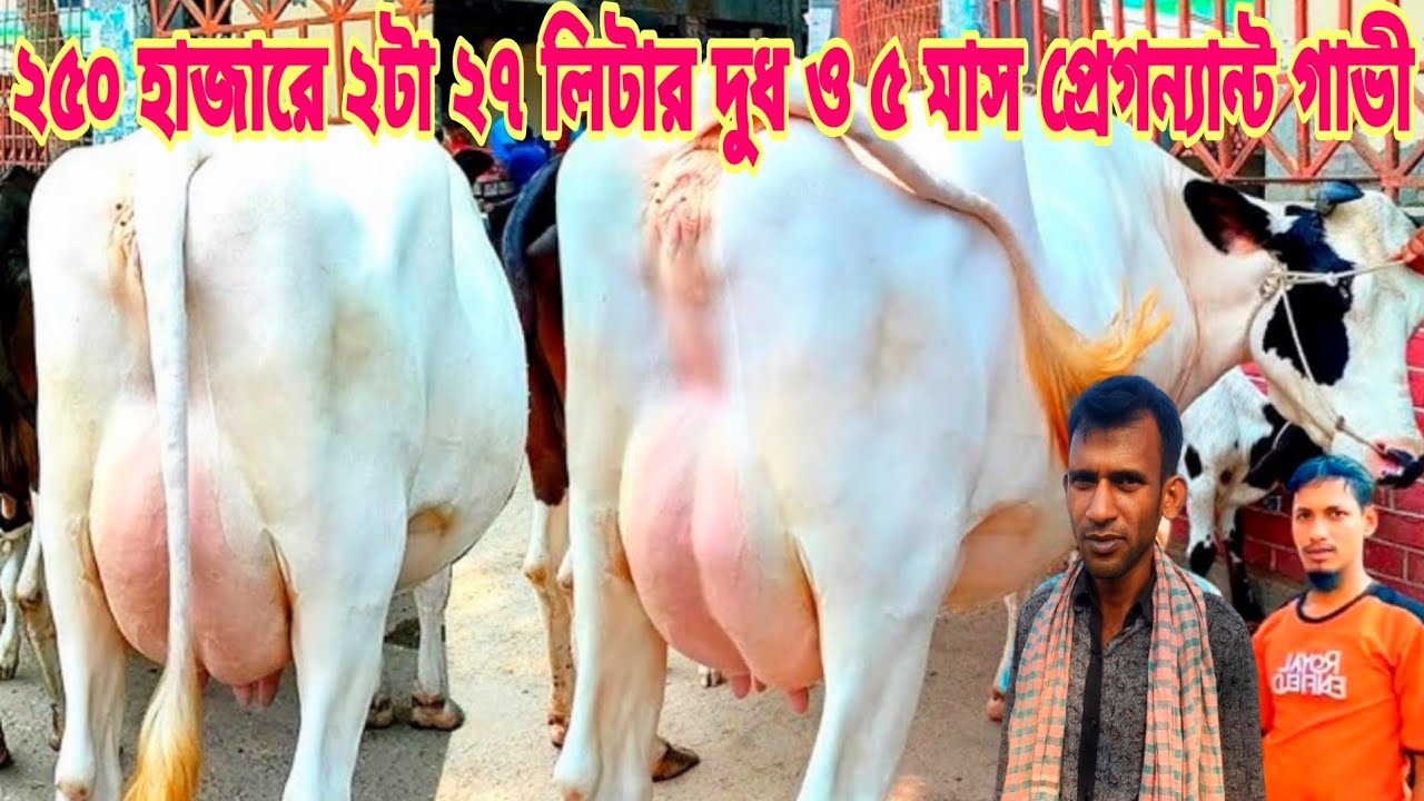 মাত্র ১২৫ হাজারে ১৫ লিটার ও ৫ মাসের প্রেগন্যান্ট! আজ শুধু ওভার সাইজের অধিক দুধের গাভীর কালেকশন থাকবে