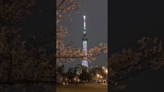 Sakura in Full Bloom at Sumida Park River Walk, April 5 2024 #sakura2024