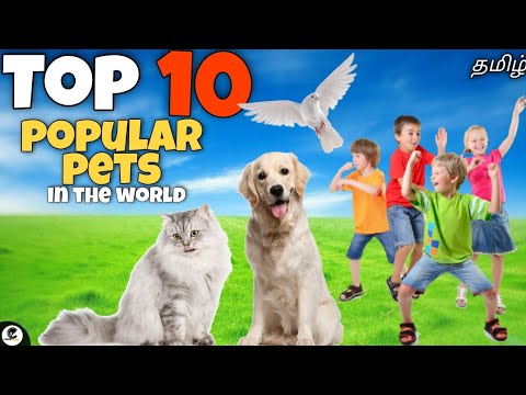 Top 10 Popular pets in the world | cute | strange | scary | funny 😂