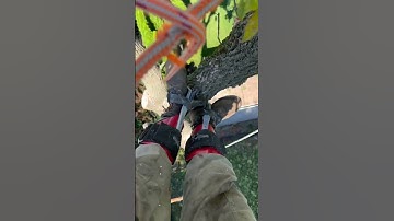 Small drop zone for a small tree thank God!