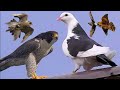 Сокол Сапсан Ястреб Тетеревятник ловят голубей. Falcon Peregrine Hawk Goshawk are catching pigeons