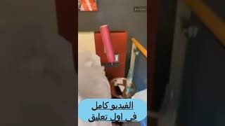 خوات توم  انطونيو سليمان #مغربية #بنات