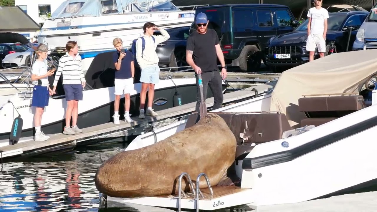 1/3 The Oar -- boat owner poking walrus Freya with a rowing oar - Snarøya 06.08.2022 - морж