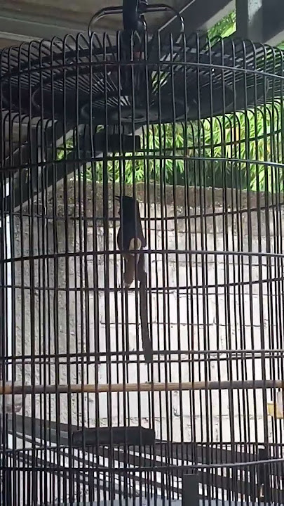 Murai batu Sukoy tembakan pelatuk beras#Sungkai BC