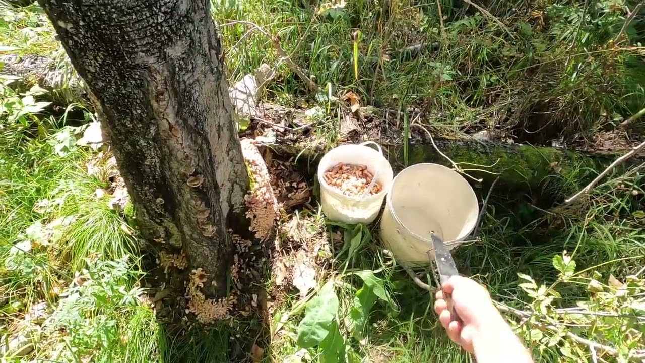 Кайфанули... Грибов 🍄 набрали...