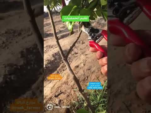 تقليم الحمضيات