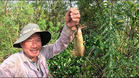 ⭐ 38 hôm nay tôi đi câu cá rô đồng trúng luồn cá trê vàng quá ngon