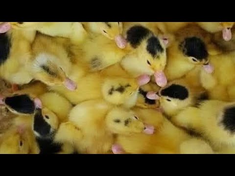 البط اللى يلحق معاكي رمضان بطه ممتازه وعليها عروض جباره العنوان الدركسه شارع الجزار