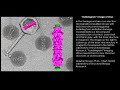 NIAMS Scientific Image Gallery