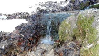 Winter swimming in a forest rill \