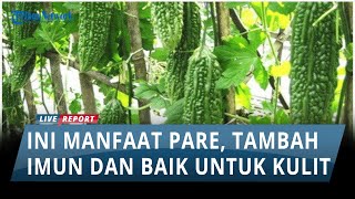 Manfaat Pare untuk Kesehatan, Tingkatkan Kekebalan Tubuh hingga Baik untuk Kulit