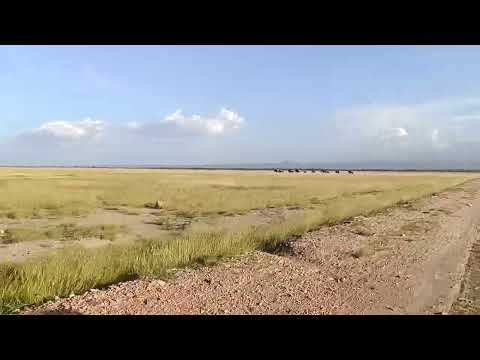 Kenya - Amboselli Nemzeti Park