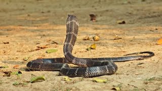 amazing street performers or buskers |  cobra flute music played by snake charmer | sanp ki madari