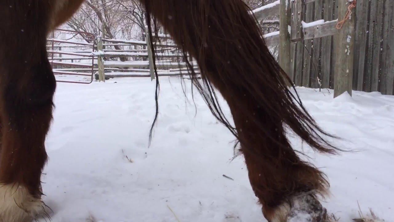 Snowy day at Laughing Buck Farm