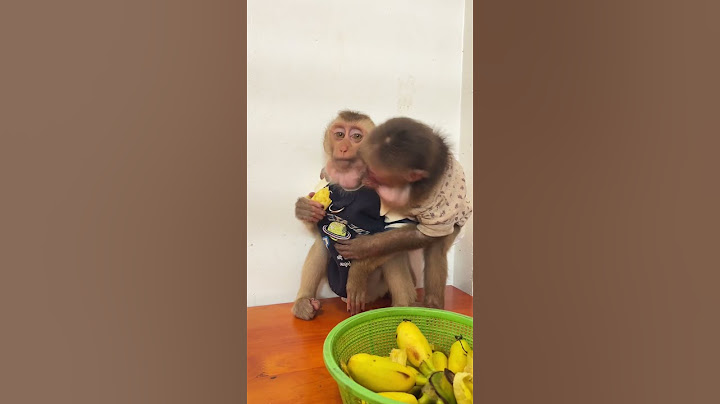 Monkey soul feels home inside human warmth and pre