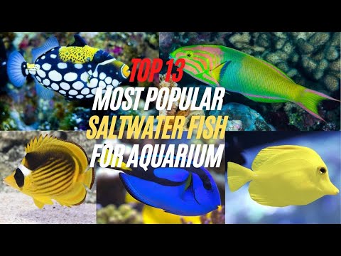 Video: 10 Didžiosios druskos žuvys namų akvariumui