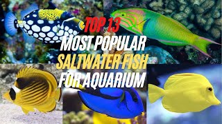 Top 13 Most Popular Saltwater Fish for Aquarium  Best Saltwater Fish for Beginners