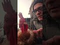 Il brodo di pollo  #rapanello #cucinaitaliana #ricettefacili #galline #ilgallo #polli #gallineinfuga