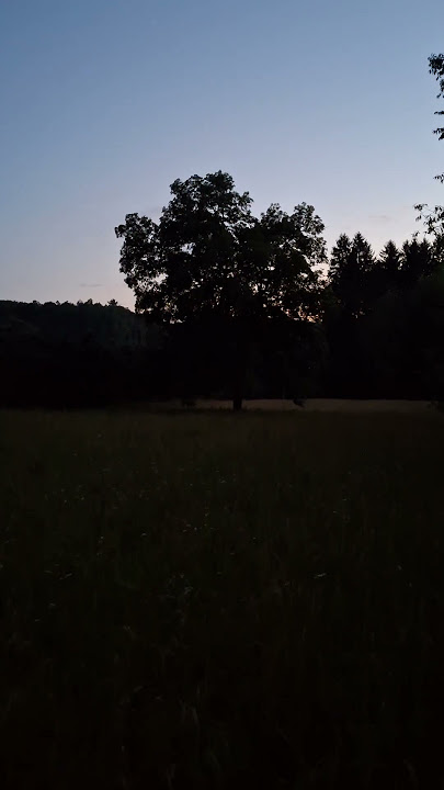 Fire Flies July 2025 #fireflies #nature #summer #outdoors #wildlife #dusk