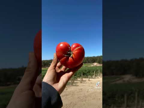 オーストラリアでファーム生活、トマトピッキングの様子🍅 #ファーム #出稼ぎ #ワーホリ #オーストラリア #稼げる仕事