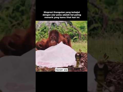 ekspresi orang hutan melihat ular #oranghutan #monyet #simpanse