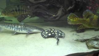 Potamotrygon Leopoldi And Cichla