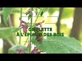 Lpiaire des bois  pisode 10 ou comment faire une omelette aux cpes sans champignons