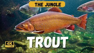 Celebrity The Fascinating History of Trout Wealth
