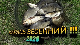 Карась ВЕСЕННИЙ.оз. Тасей Забайкальский край!!!