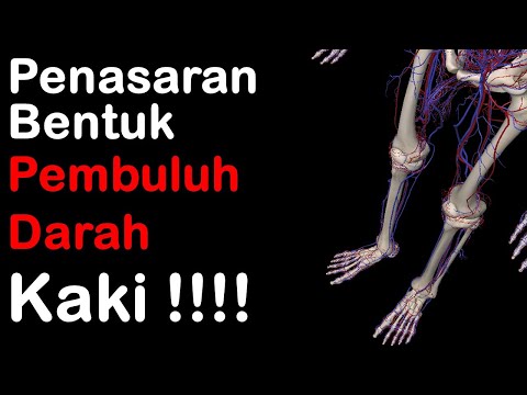 Video: Arteri Arcuate Dari Anatomi Kaki, Fungsi & Diagram - Peta Tubuh