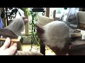 Combing Wool: Polwarth on Valkyrie Superfine Combs!