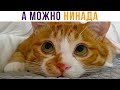 А МОЖНО НИНАДА?))) Приколы с котами | Мемозг 813