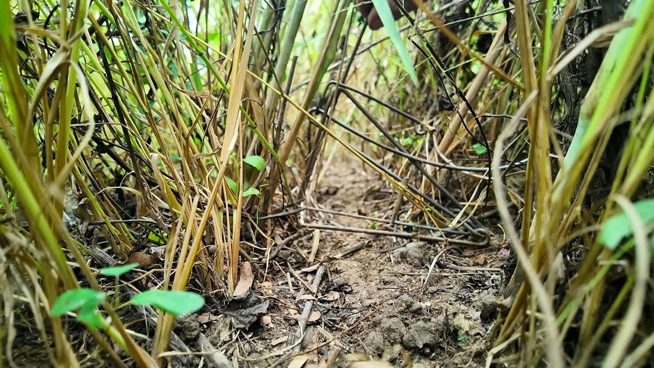 ไม่รอด!!ดักหนูกับฟ้าผ่า เหยื่อขี้ไต้นาข้าวเหลืองโดนจนได้