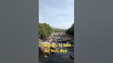 Cây độc lạ bên bờ suối đẹp.l Sinh Tồn Tây Nguyên.