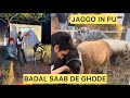 Vlog44  pu vich jaggo  horse show at ranch chandigarh  punjab university chandigarh 