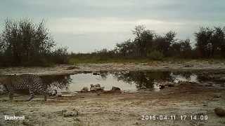 Leopard at waterhole