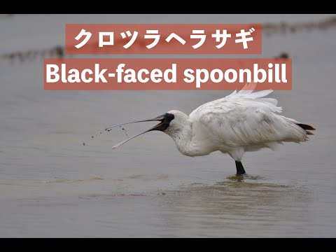 【絶滅 危惧ⅠB類】沖縄・石垣島でクロツラヘラサギの水浴び・餌探し（Wild Birds Black faced spoonbill）高画質