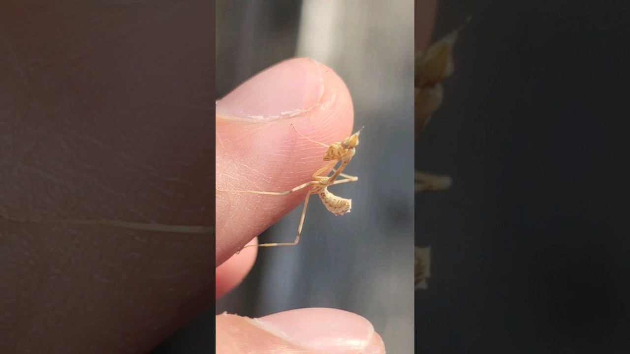 Mantis palo #mantis #palo #insectos #curiosidades #viral #animales