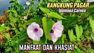 MANFAAT KANGKUNG PAGAR UNTUK KESEHATAN | Ipomoea carnea #KANGKUNGPAGAR #Ipomoeacarnea #KLORAK
