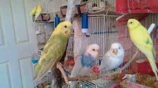 Budgies Moments Collection ( Part 1 )