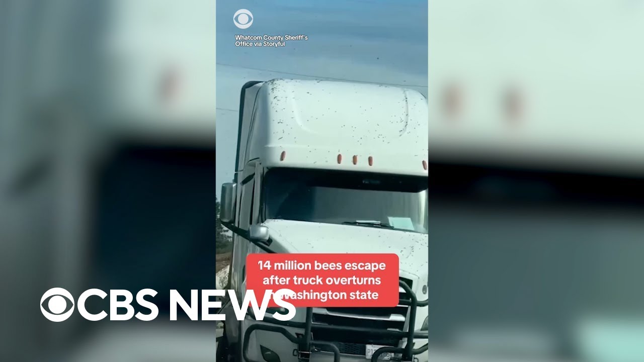 14 million bees loose after truck overturns in Washington state