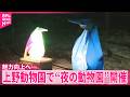 【“夜の動物園”開催】「パンダ不在」の上野動物園…魅力向上へ新たな取り組み