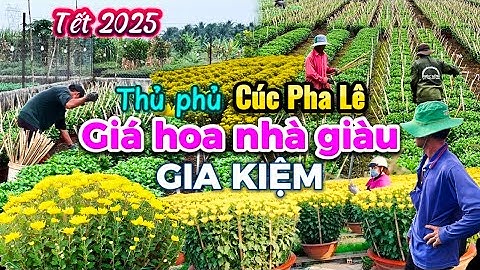 673. Tết 2025 - Bất ngờ phát hiện thủ phủ hoa Cúc pha lê ở Gia Kiệm và hỏi giá sỉ hoa Tết tại vườn