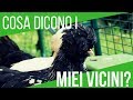 POLLAIO IN GIARDINO | RISPONDO ALLE VOSTRE DOMANDE