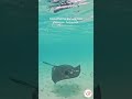 Enamórate de sus paisajes submarinos #shorts