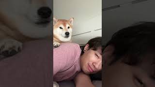 Shiba Doesnt Care If Youre Sleeping He Wants To Be Heard