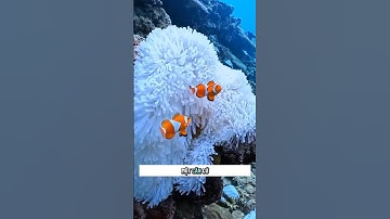 Sự cộng sinh giữa cá hề và hải quỳ #shorts