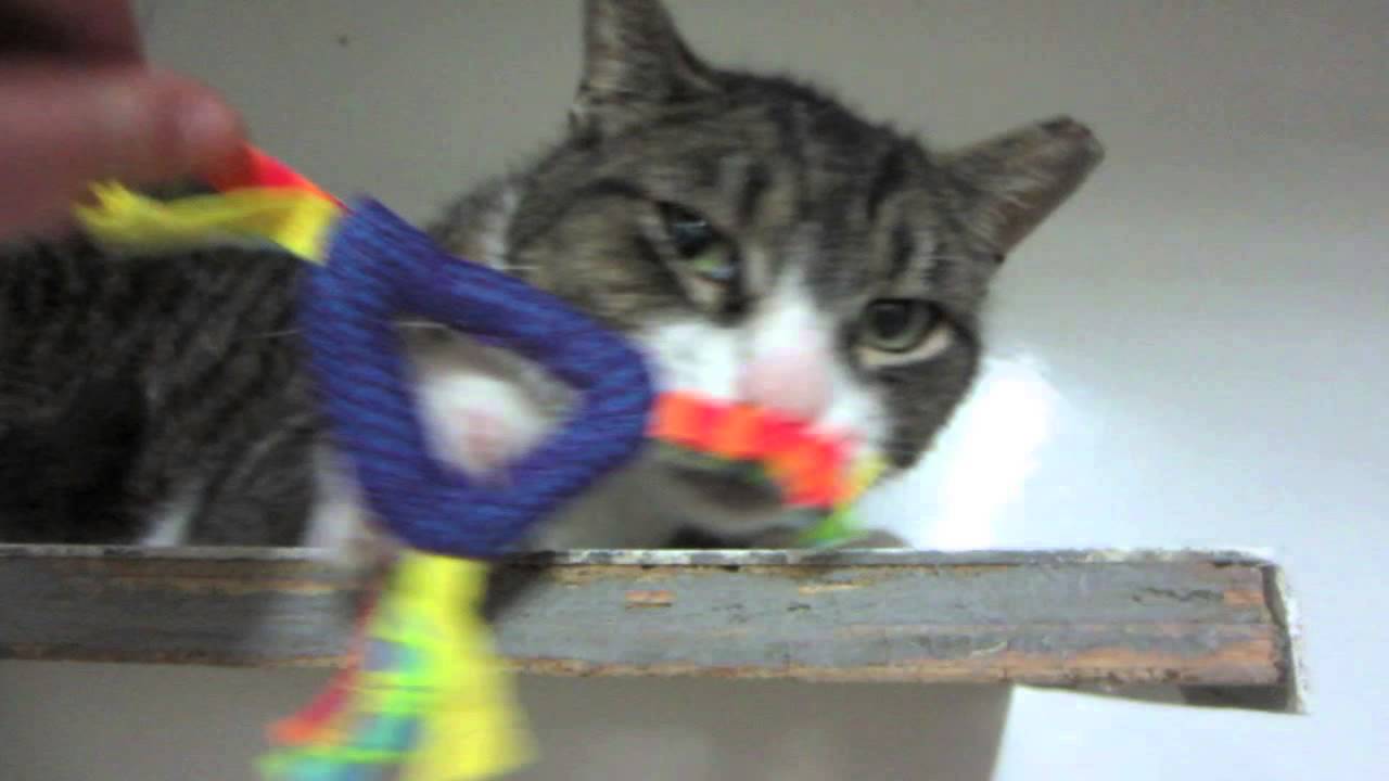 big-boy-bandit-adopted-youtube