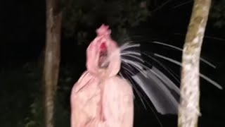 Live Misteri‼️Misi Leburkan Sosok Pocong Kiriman Dukun Dan Hantu Momok Gentayangan