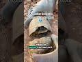 😳 “Don’t Blink… The Shell Moves?! 😱” #foryou #youtubeshorts #viral #shortvideo #trending #treasure